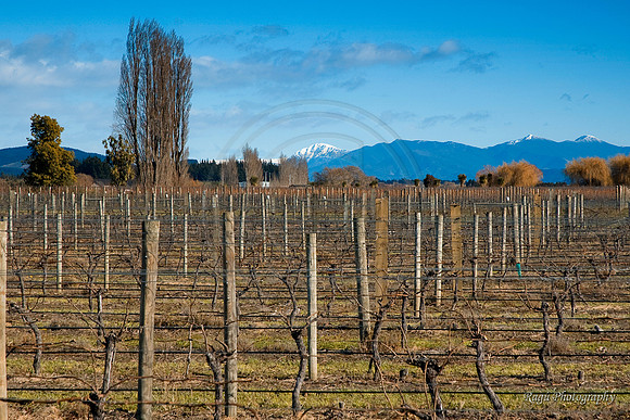 Marlborough Wine Region
