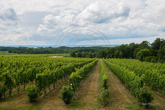 Chateau Grand Traverse Vineyard