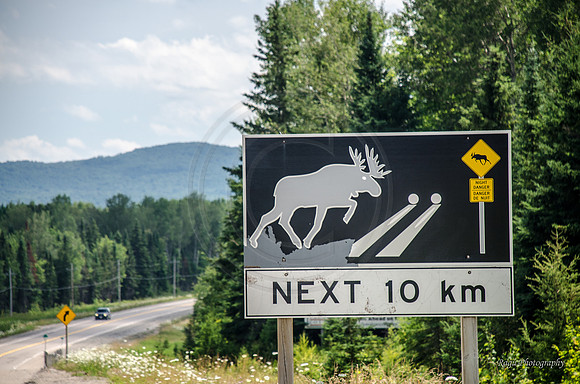 Moose Hazard