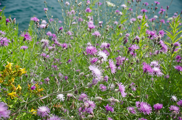 Wildflowers