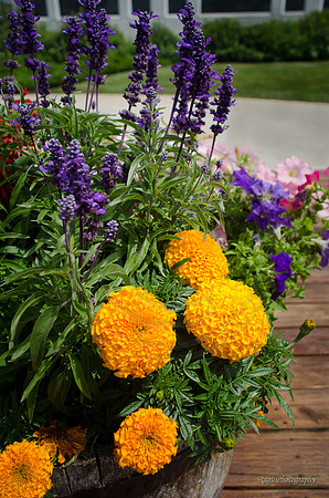 Chateau Grand Traverse Garden