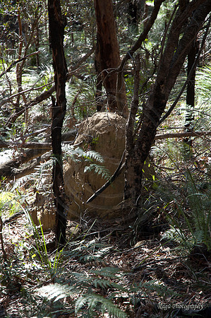 Termite nest