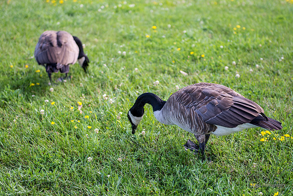 Canadian Geese