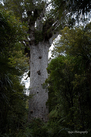 Tane Mahuta, Waipoua Forest