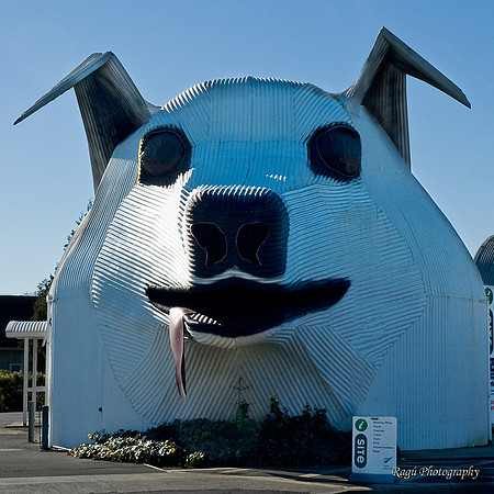 Tirau Dog