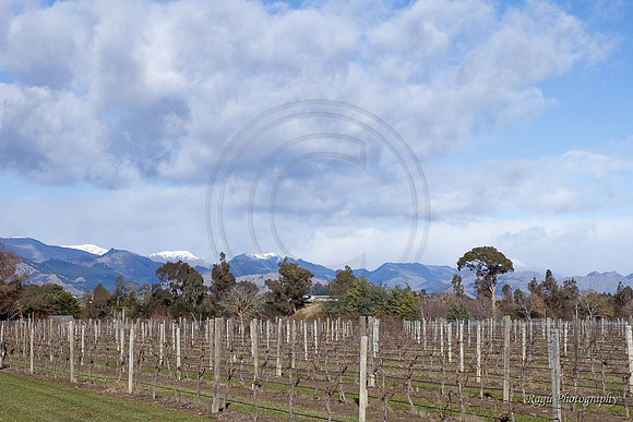 Marlborough Wine Region